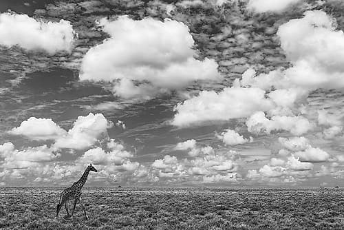 Masai Giraffe on open plains of Serengeti National Park-Tanzania-Africa-Giraffa Wildlife Print